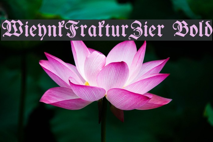 WieynkFrakturZier Bold Font examples