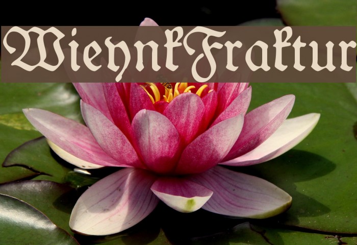WieynkFraktur Font examples