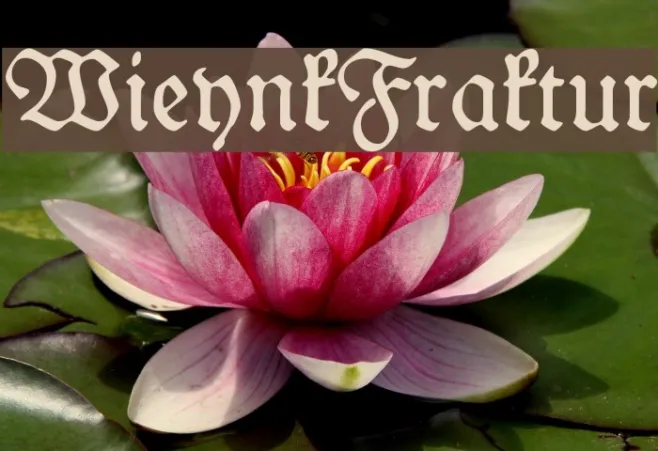 WieynkFraktur Example 2
