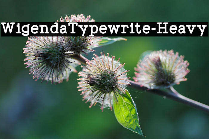WigendaTypewrite-Heavy Example 1