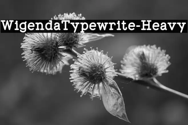 WigendaTypewrite-Heavy Font examples