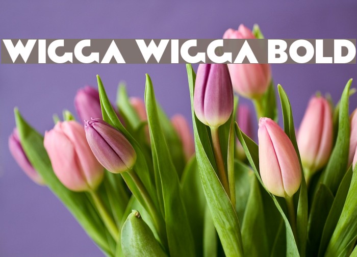 Wigga Wigga Bold Font examples