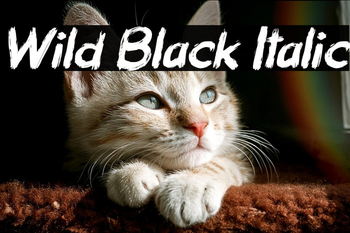 Wild Black Italic Example 1