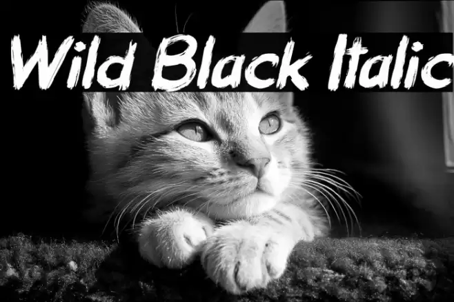Wild Black Italic Caratteri examples