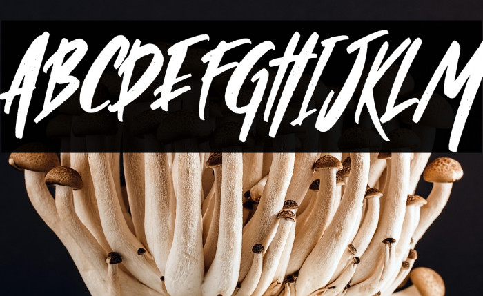 Wild Crow Italic Example 3