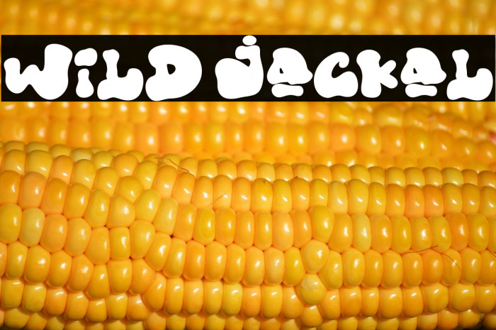 Wild Jackal Example 2