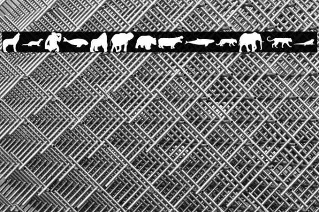 Wild Life Font examples