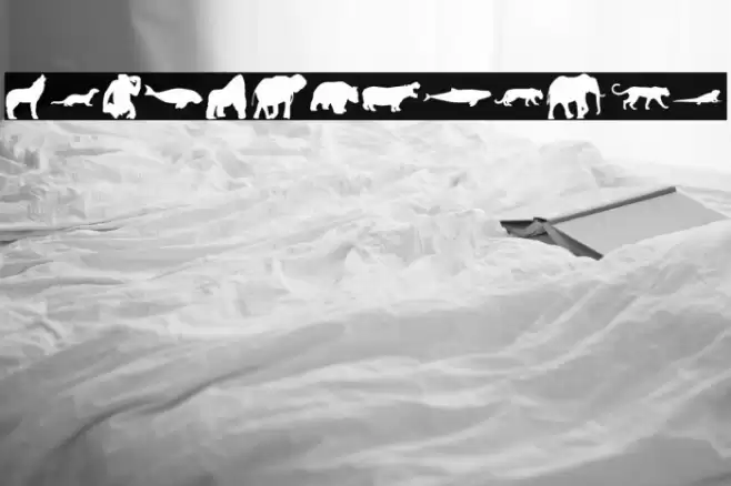 Wild Life Font examples