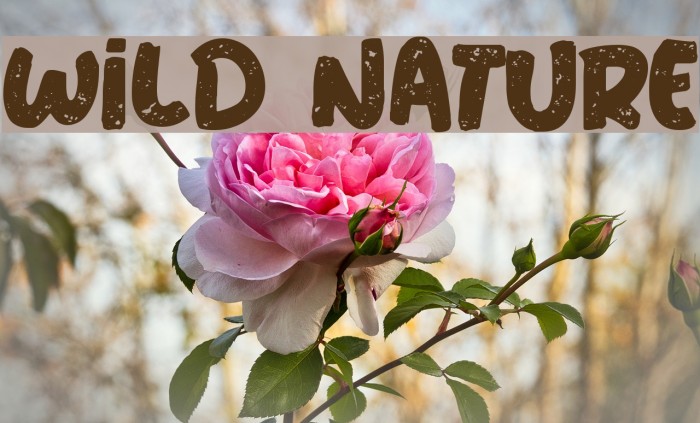 Wild Nature 字体 examples