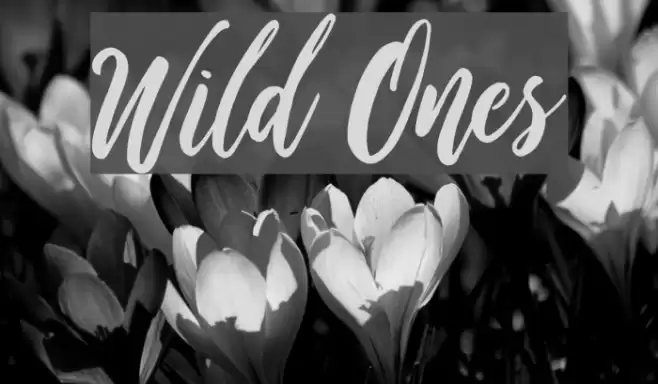 Wild Ones Font examples