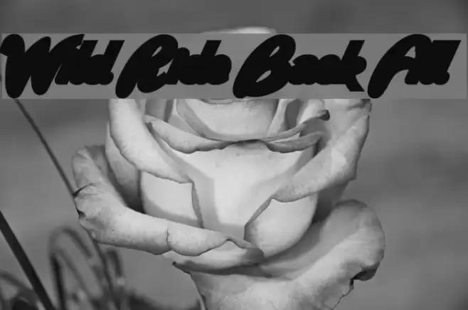 Wild Ride Back Fill Font examples