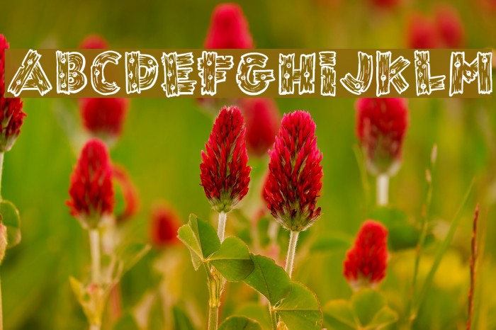 Wild Trails Example 3