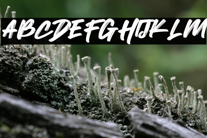 Wild Youth Example 2