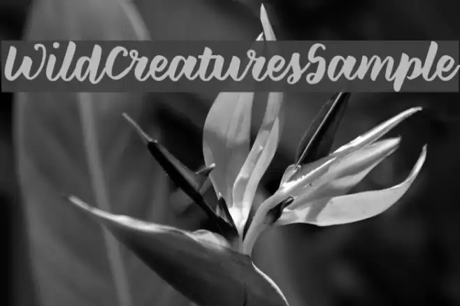 WildCreaturesSample Font examples