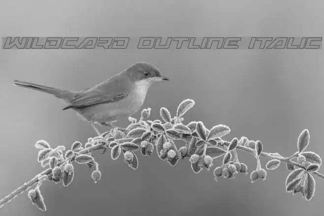 Wildcard Outline Italic Font examples