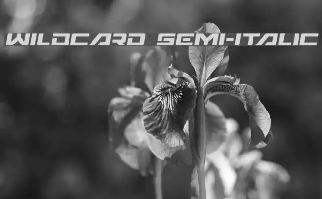 Wildcard Semi-Italic Font examples