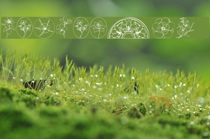 Wildflower III Example 2