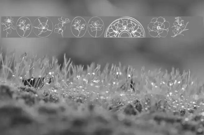 Wildflower III Font examples