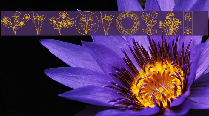 Wildflower II Example 1