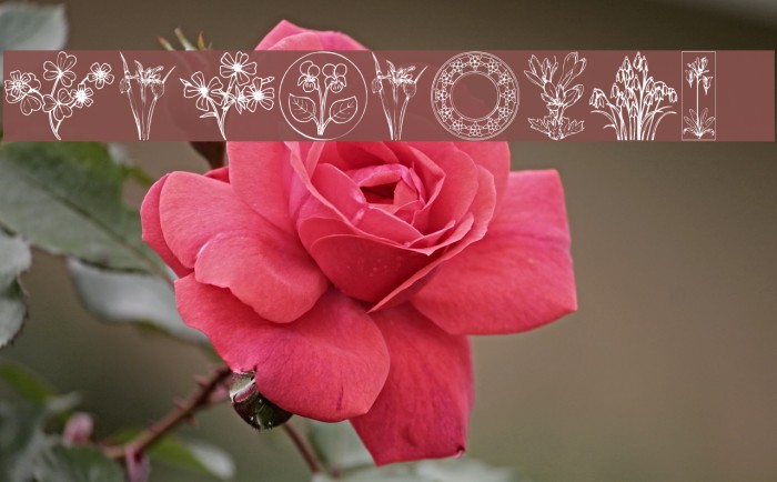 Wildflower II Example 2