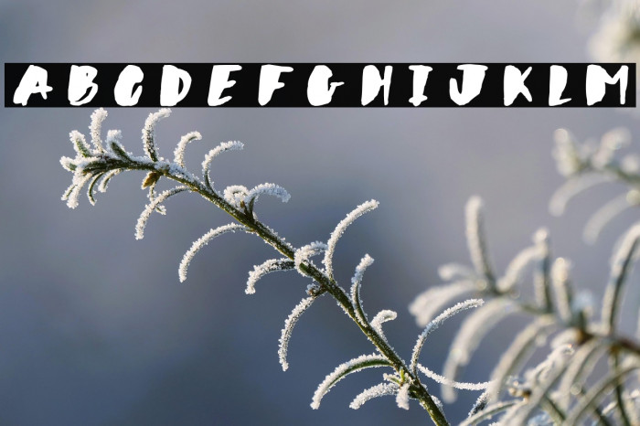 Wildflower Example 1