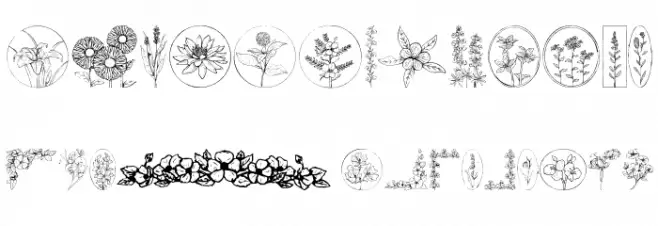 Wildflower Caratteri MINUSCOLO