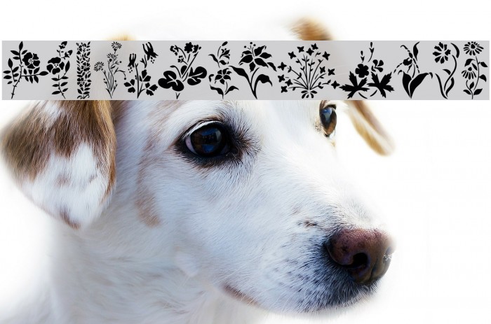 Wildflowers1 Example 1