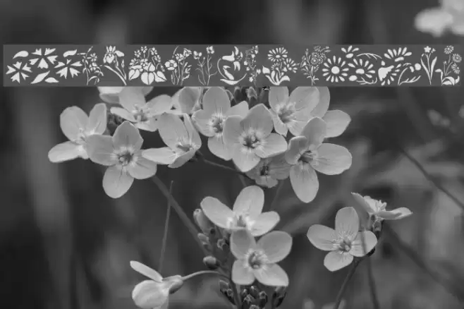 Wildflowers2 Font examples