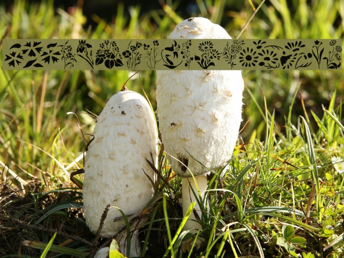 Wildflowers2 Example 2