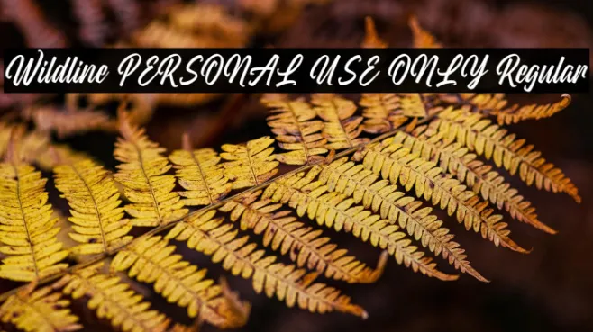 Wildline PERSONAL USE ONLY Regular Example 2