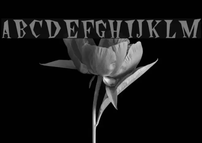 Wildside Plain Font examples