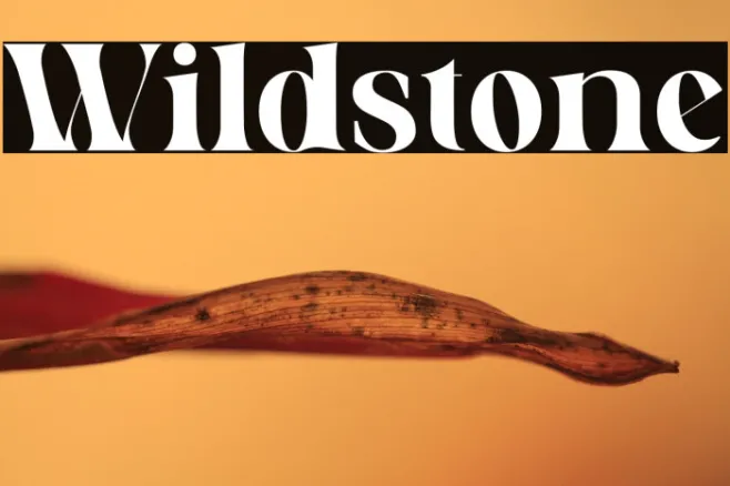 Wildstone Example 1