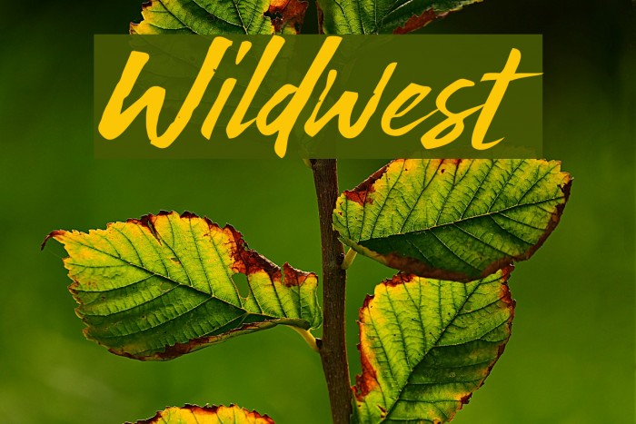 Wildwest Шрифта examples