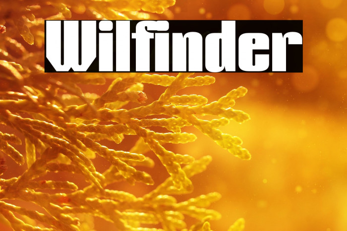 Wilfinder Example 3