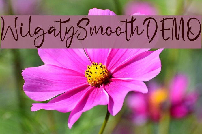 WilgatySmoothDEMO Example 1