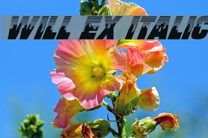 Will Ex Italic Font examples