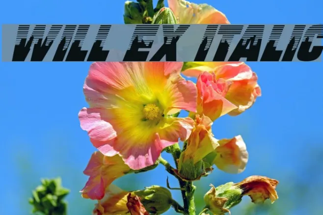 Will Ex Italic Example 3