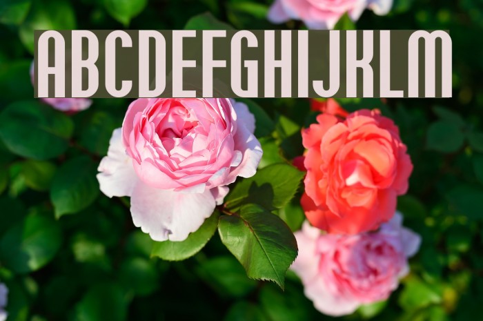Willamette SF Font examples