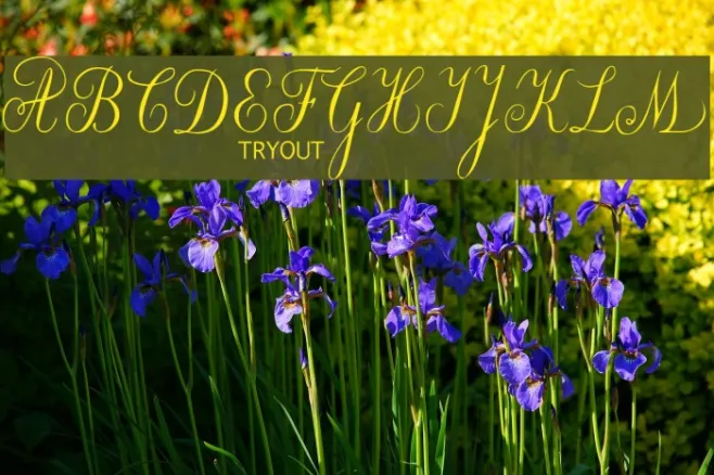 Willegha Tryout Example 3