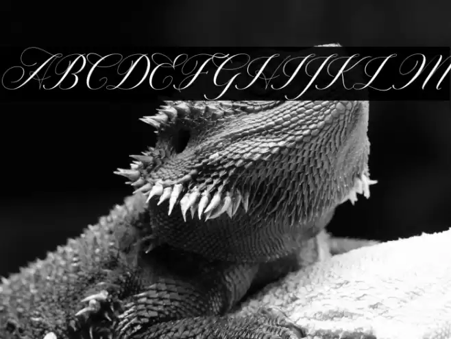 Willgets Font examples