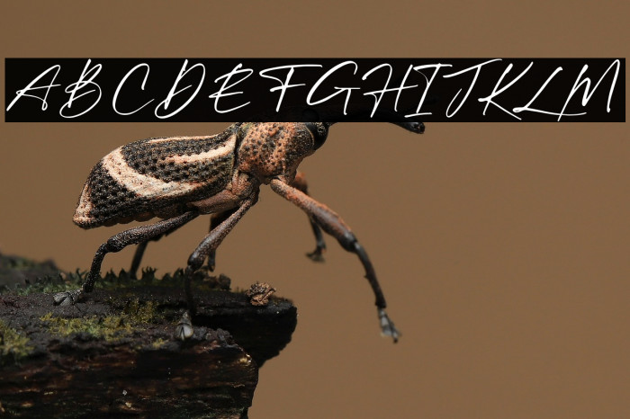 William Costinavel Example 2