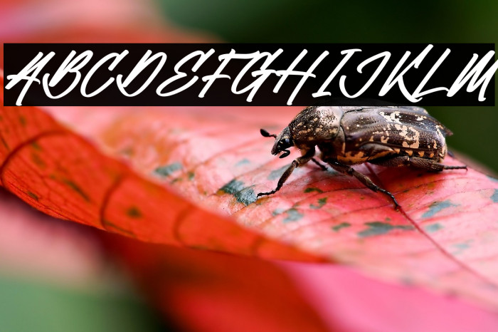 William Victory Italic Example 1