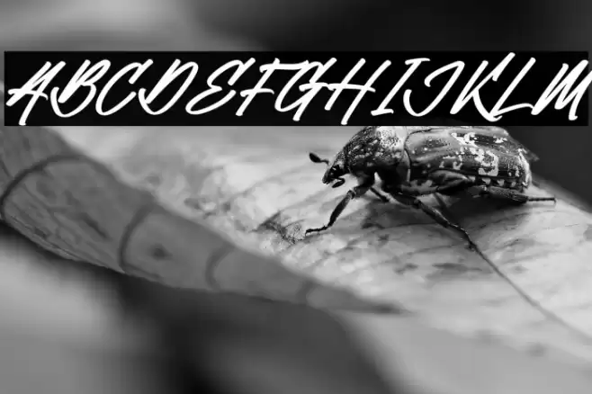 William Victory Italic Font examples