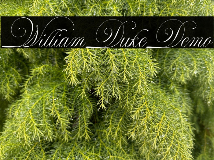 WilliamDukeDemo Example 3