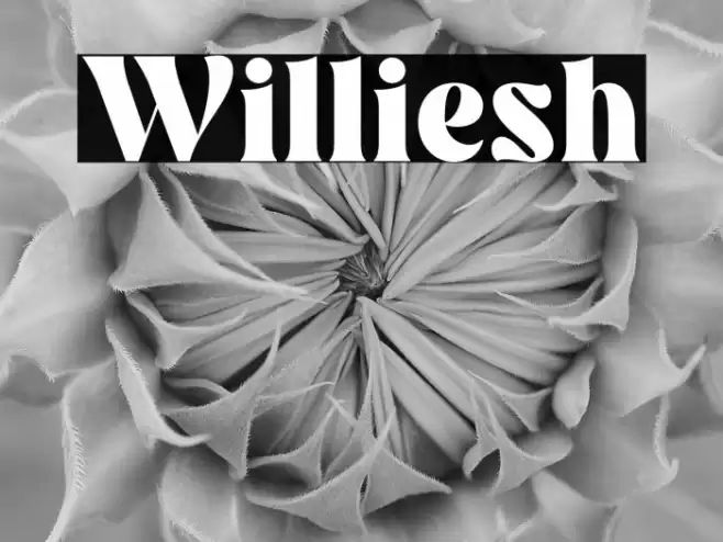Williesh Font examples