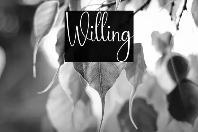 Willing Caratteri examples