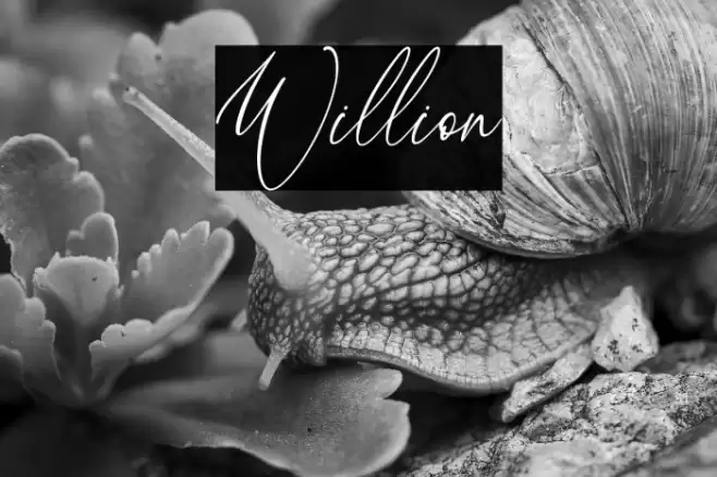 Willion Font examples