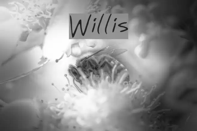 Willis Font examples