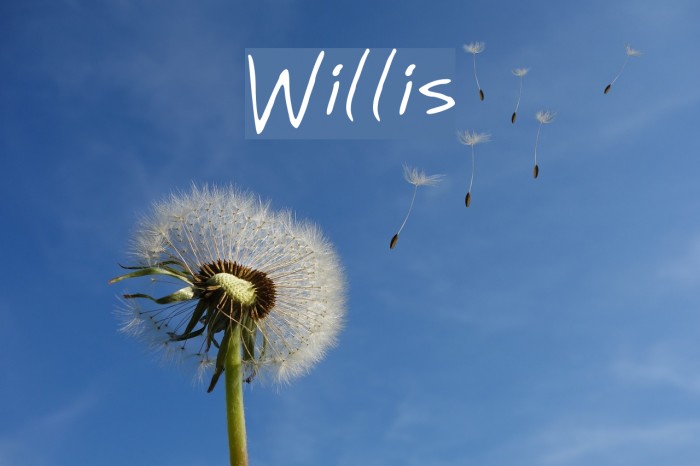Willis Font examples