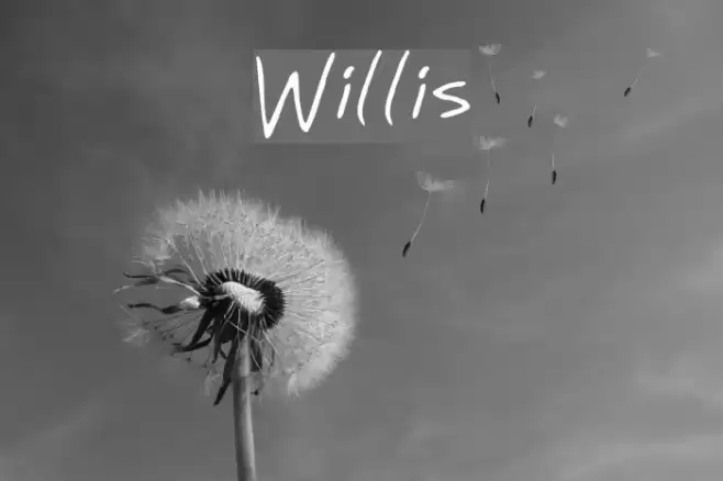 Willis Font examples